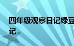 四年级观察日记绿豆发芽日记 四年级观察日记