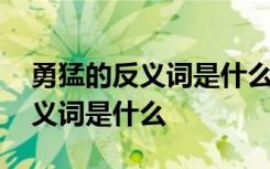 勇猛的反义词是什么词语呢一年级 勇猛的反义词是什么