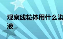 观察线粒体用什么染料 观察线粒体用什么染液