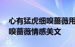 心有猛虎细嗅蔷薇用来形容什么 心有猛虎细嗅蔷薇情感美文