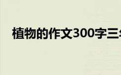 植物的作文300字三年级下册 植物的作文