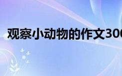 观察小动物的作文300字 动物的作文300字