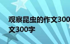 观察昆虫的作文300字四年级 观察昆虫的作文300字