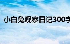 小白兔观察日记300字作文 小白兔观察日记