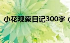 小花观察日记300字 小花的观察日记怎么写