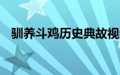 驯养斗鸡历史典故视频 驯养斗鸡历史典故