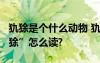 犰狳是个什么动物 犰狳是一种什么动物?“犰狳”怎么读?