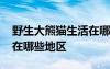 野生大熊猫生活在哪些省份 野生大熊猫分布在哪些地区