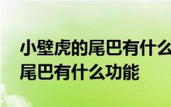 小壁虎的尾巴有什么功能参考答案 小壁虎的尾巴有什么功能