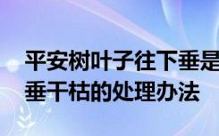 平安树叶子往下垂是怎么回事 平安树叶子下垂干枯的处理办法