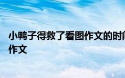 小鸭子得救了看图作文的时间地点是什么 小鸭子得救了看图作文