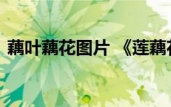 藕叶藕花图片 《莲藕花叶图》的原文与赏析