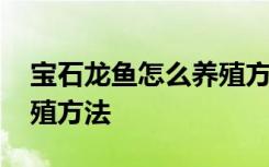 宝石龙鱼怎么养殖方法图片 宝石龙鱼怎么养殖方法