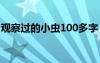 观察过的小虫100多字 观察小虫的作文350字