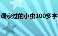 观察过的小虫100多字 观察小虫的作文350字