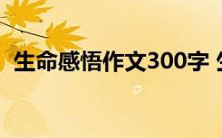 生命感悟作文300字 生命的感悟作文400字