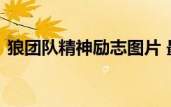 狼团队精神励志图片 最新狼的团队精神口号