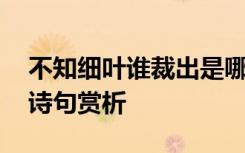 不知细叶谁裁出是哪首古诗 不知细叶谁裁出诗句赏析