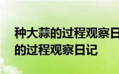 种大蒜的过程观察日记四年级400字 种大蒜的过程观察日记