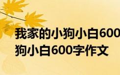 我家的小狗小白600字作文怎么写 我家的小狗小白600字作文