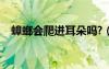 蟑螂会爬进耳朵吗?（蟑螂会爬进耳朵吗）