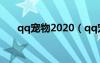 qq宠物2020（qq宠物神器传说攻略）