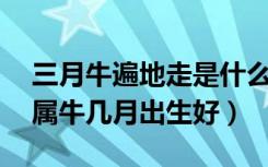 三月牛遍地走是什么意思?属牛几月出生好（属牛几月出生好）