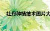 牡丹种植技术图片大全（牡丹种植技术）