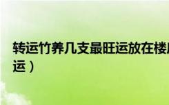 转运竹养几支最旺运放在楼房什么位置（转运竹养几支最旺运）