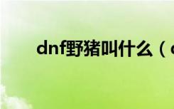 dnf野猪叫什么（dnf野猪是什么图）