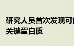 研究人员首次发现可能使寨卡病毒如此致命的关键蛋白质