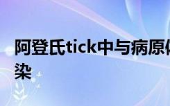 阿登氏tick中与病原体和共生菌的高水平共感染