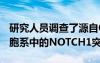 研究人员调查了源自OSCC活检的角质形成细胞系中的NOTCH1突变