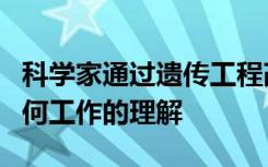 科学家通过遗传工程改造酵母以提高对细胞如何工作的理解